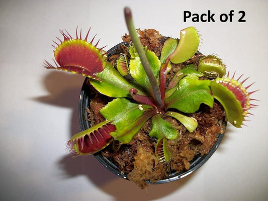 Wonderful Venus Flytrap Seeds (Pack of 2)